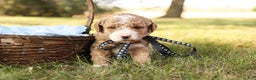 Mini Goldendoodle dogs for sale: Asher - Ad 7