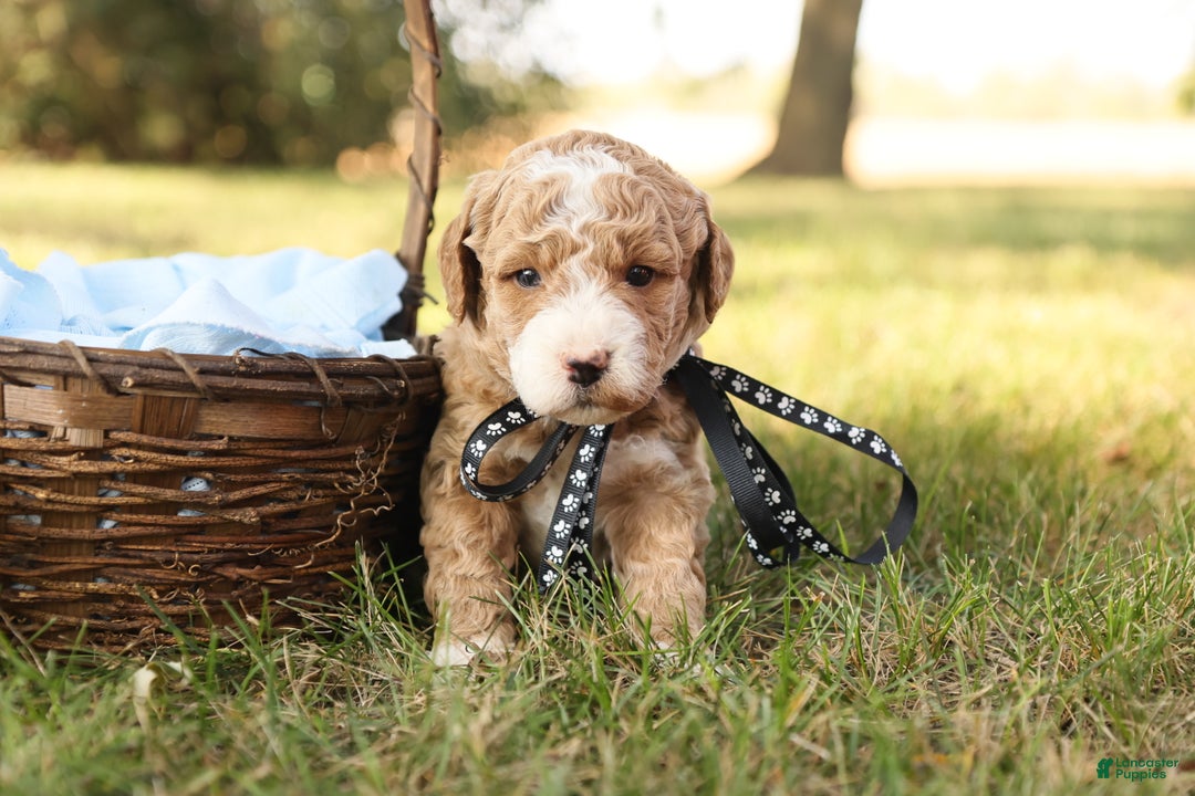 Mini Goldendoodle dogs for sale: Asher - Ad 7