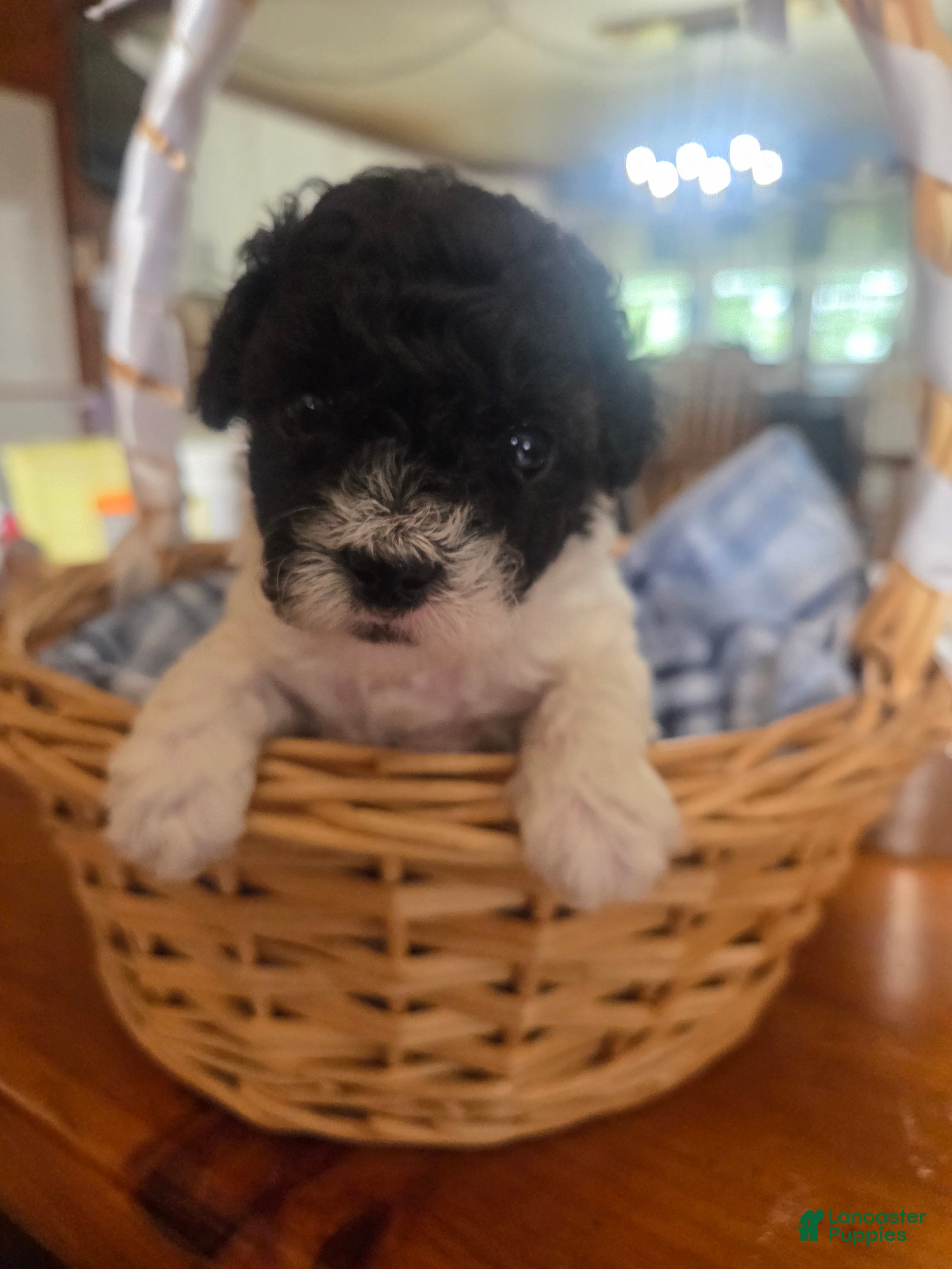 Toy Poodle dogs Toy Poodle 2 - Ad 1