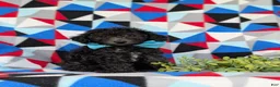 Toy Poodle dogs for sale: Brice 7 lbs full grown - Ad 4