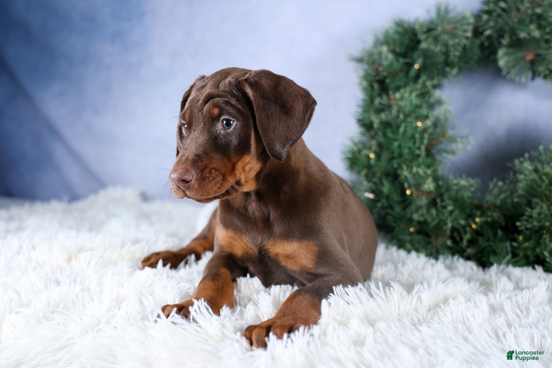 Doberman Pinscher dogs for sale: TRIXIE - Ad 13