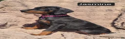 Doberman Pinscher dogs for sale: Jasmine  - Ad 5