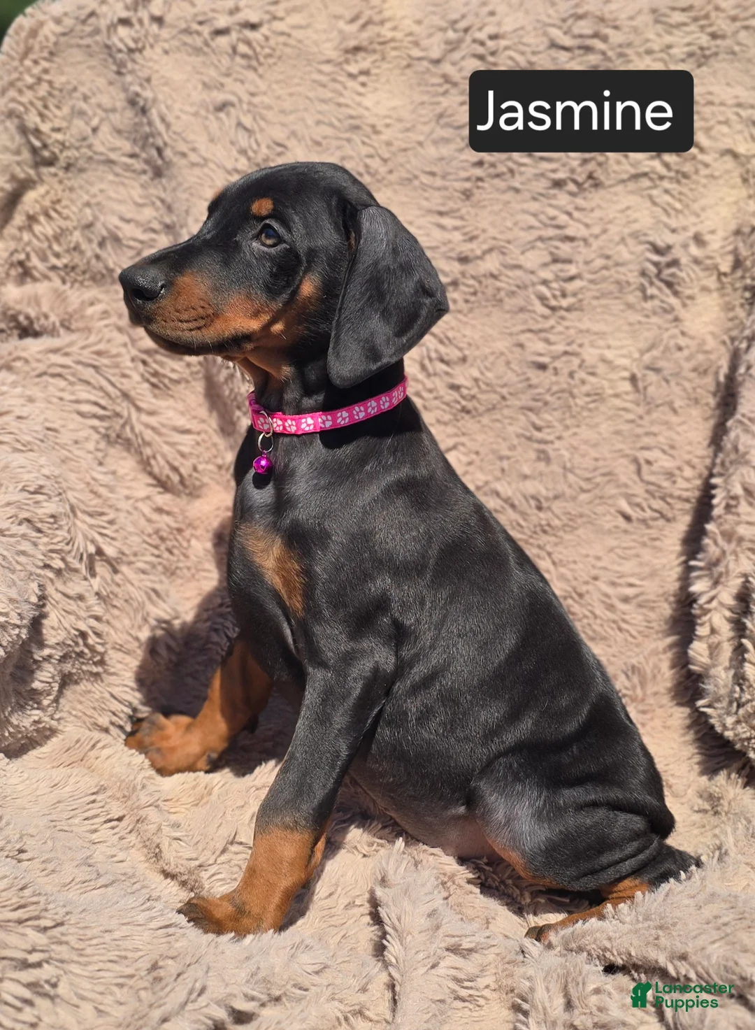 Doberman Pinscher dogs for sale: Jasmine  - Ad 5