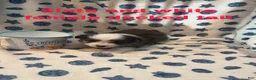 Mixed Breed dogs for sale: Molly - Ad 6