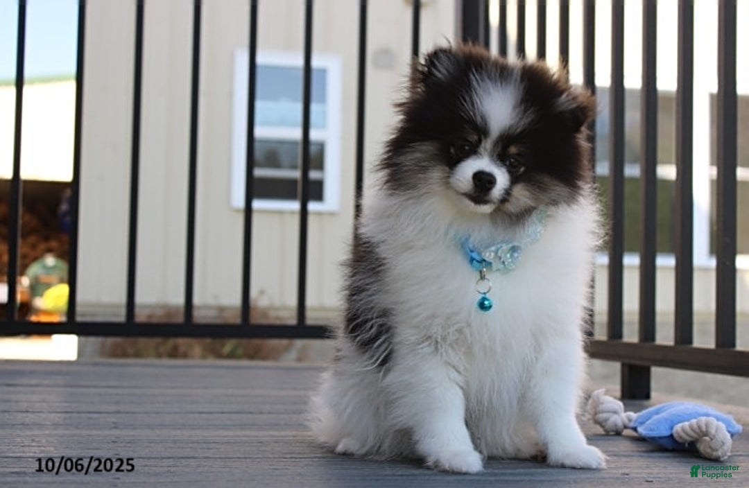 Pomeranian dogs for sale: Karter - Ad 21