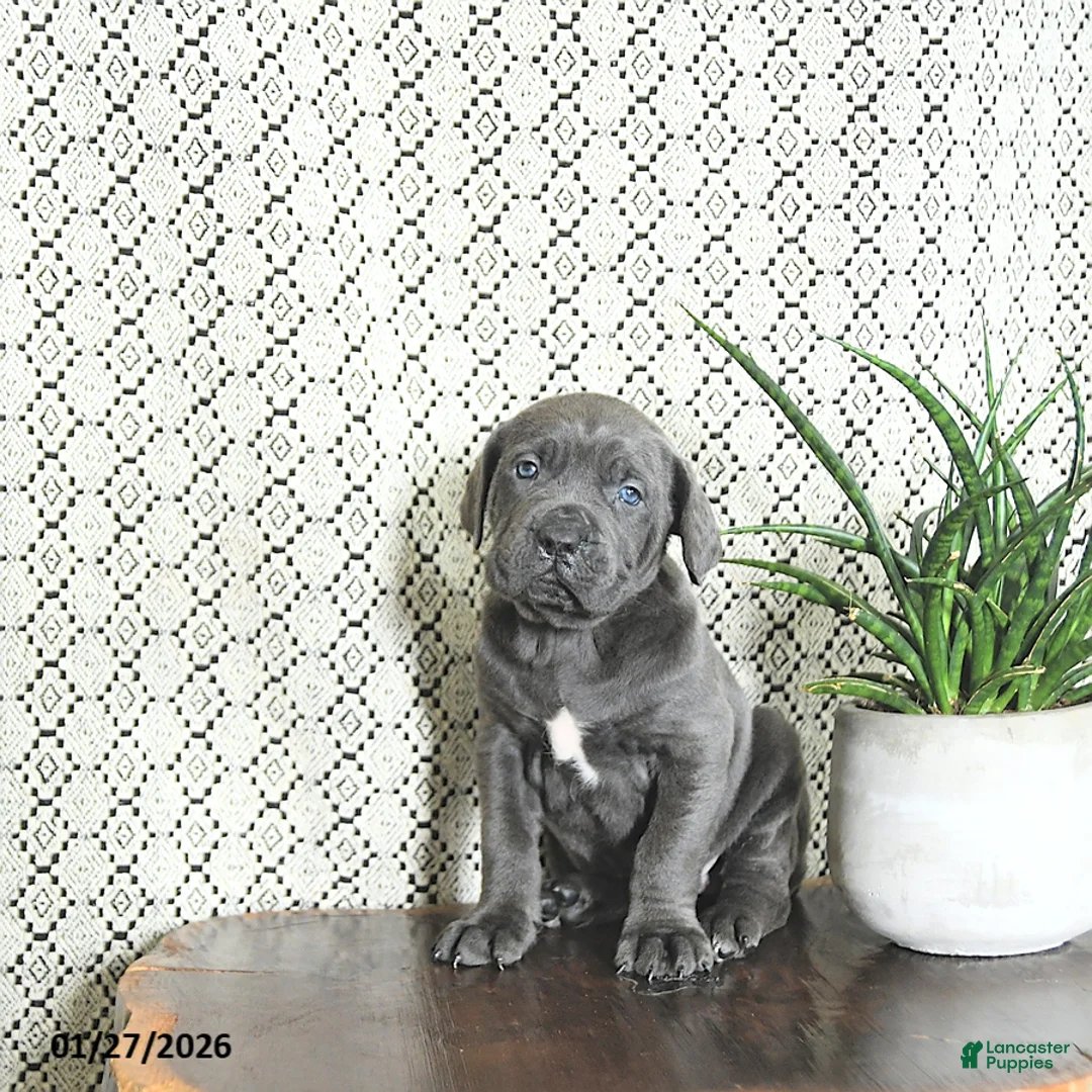 Cane Corso dogs for sale: Luna  - Ad 5