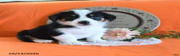 Welsh Corgi Pembroke dogs for sale: Eliza - Ad 3