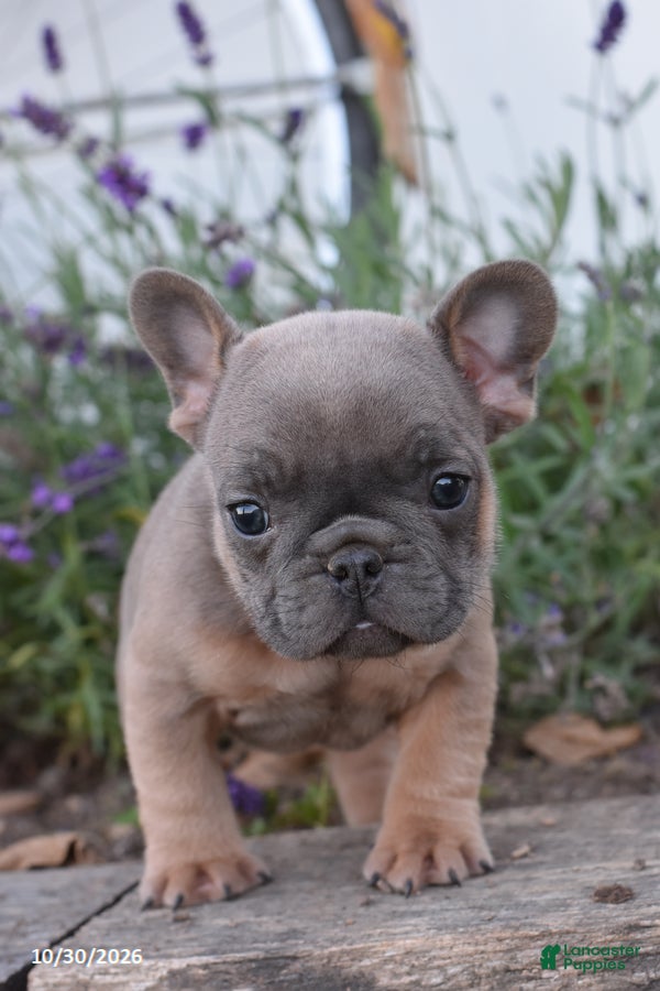 French Bulldog dogs for sale: Spencer - Ad 2