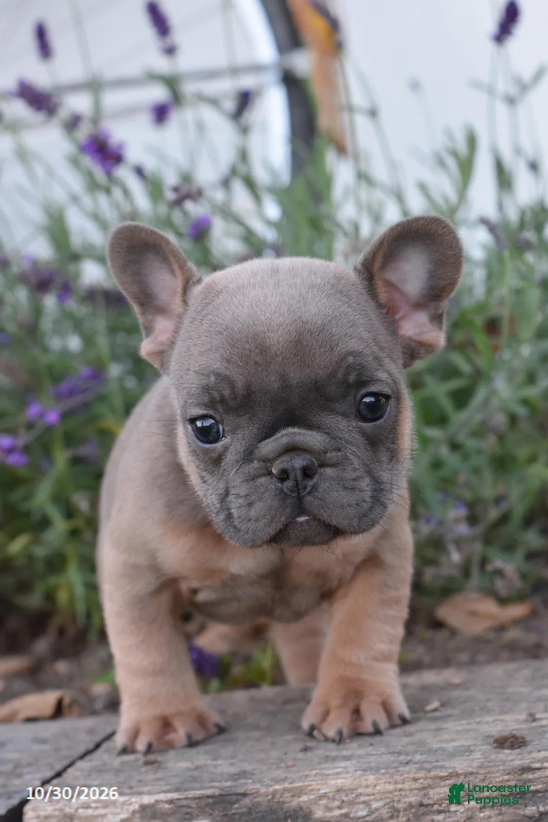 French Bulldog dogs for sale: Spencer - Ad 2