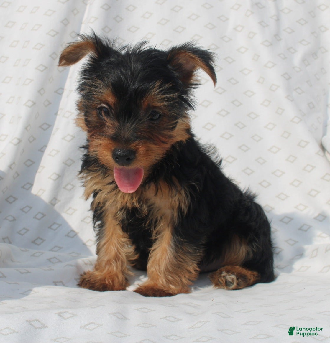South Africa Teacup Yorkie For Sale Cheap Yorkshire Terrier