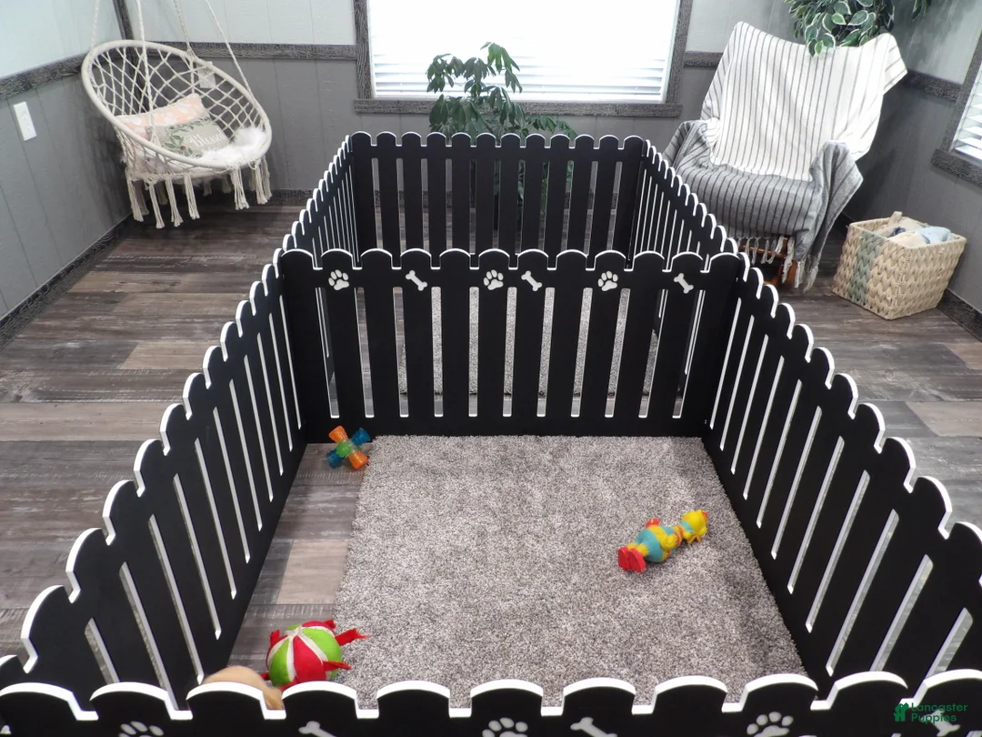 Gallery Image {{count}}