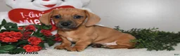 Miniature Dachshund dogs for sale: Gus - Ad 5