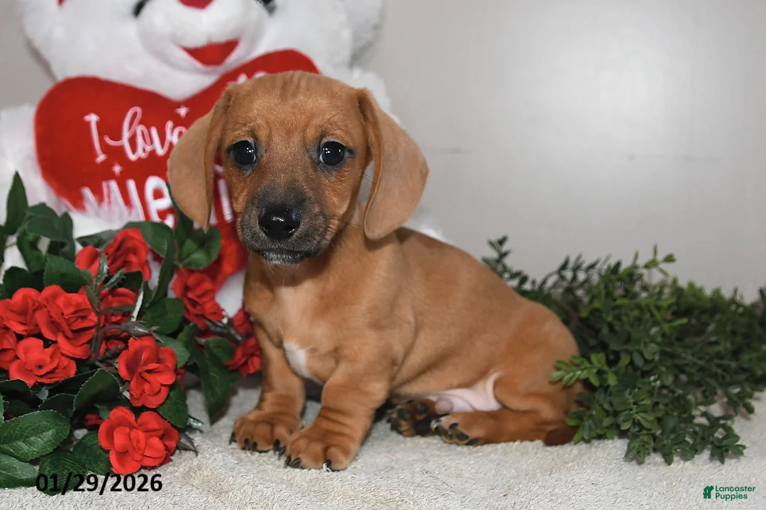 Miniature Dachshund dogs for sale: Gus - Ad 5