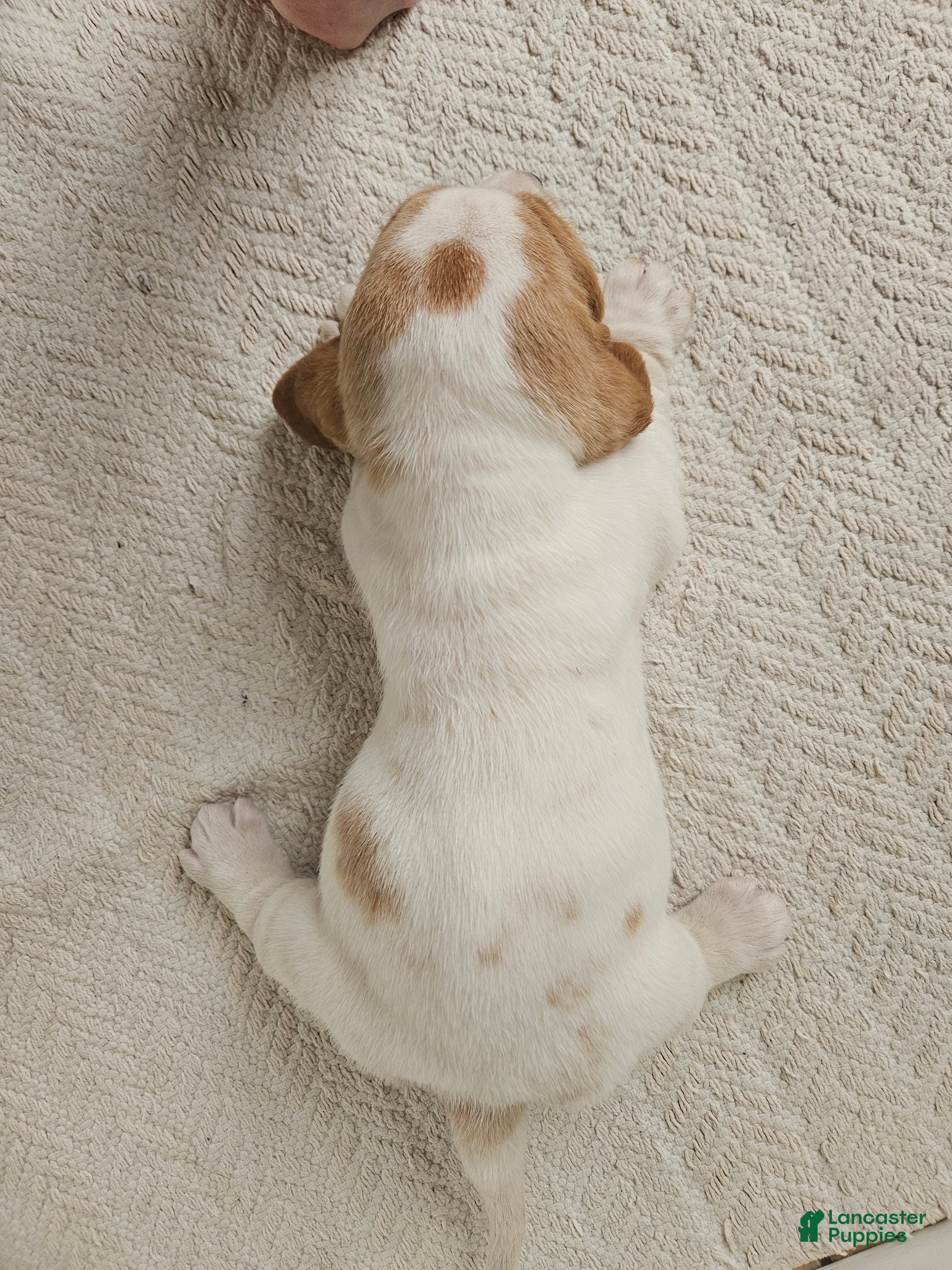 Basset Hound dogs Peaches - Ad 2