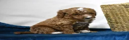 Miniature Poodle dogs for sale: El Paso - Ad 5