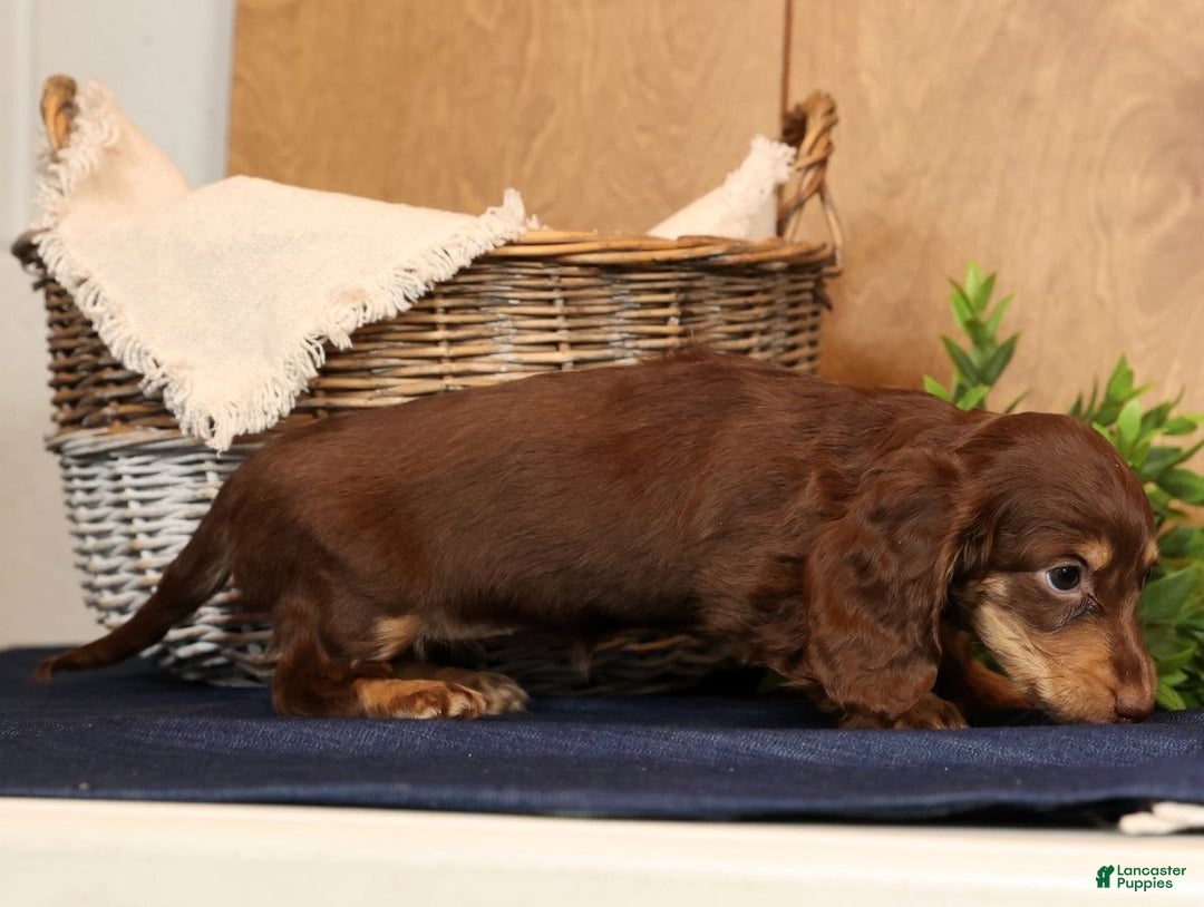 Miniature Dachshund dogs for sale: Abbi - Ad 8