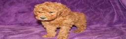 Mini Goldendoodle dogs for sale: Mini Goldendoodle Tux - Ad 5