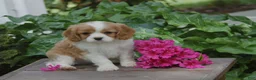 Cavalier King Charles Spaniel dogs for sale: Alex - Ad 2
