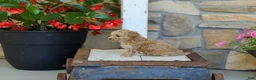 Miniature Poodle dogs for sale: AKC Shelly - Ad 7