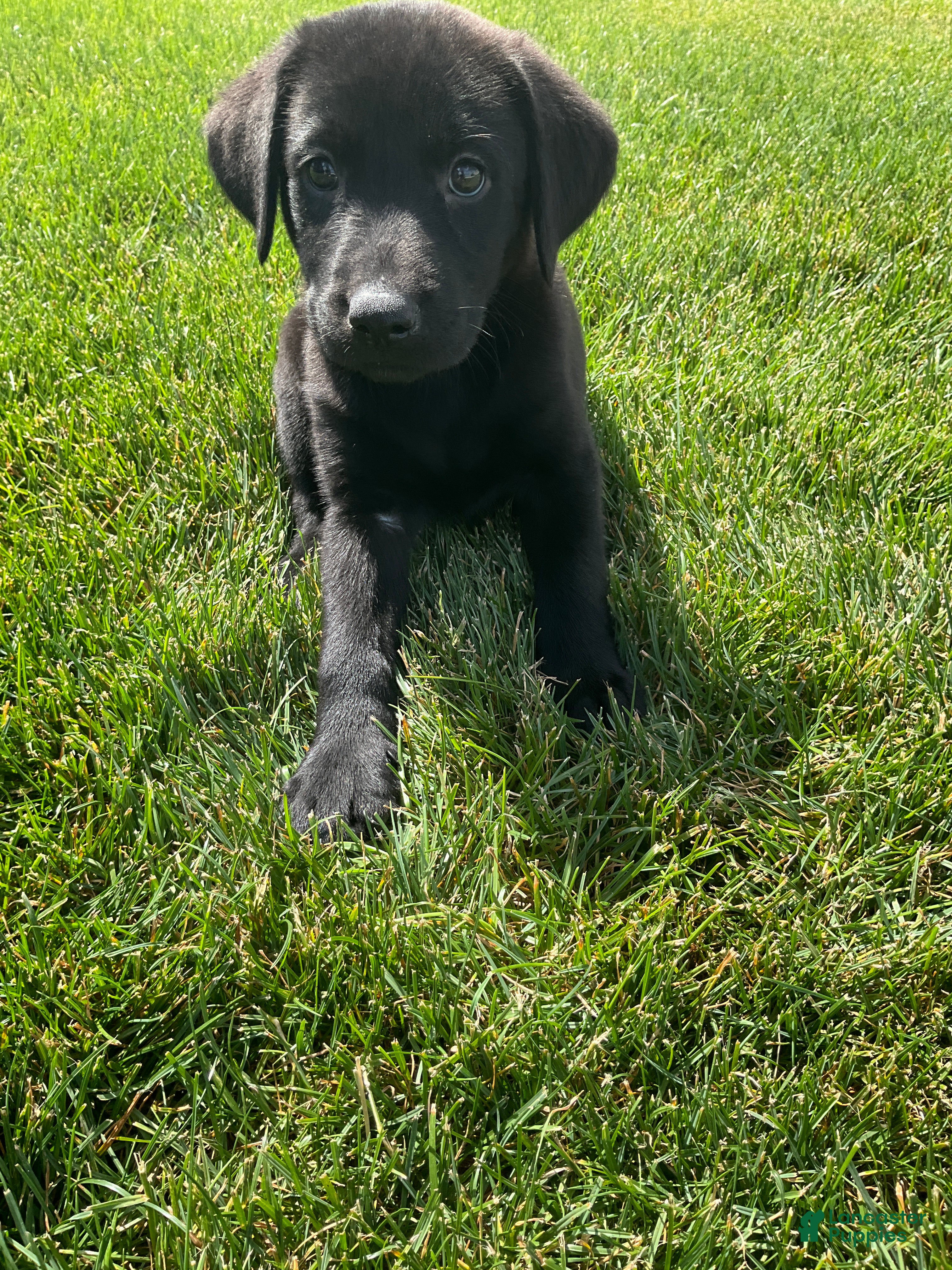 Labrador Retriever dogs Basil - Ad 1