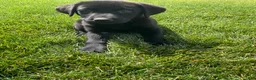 Labrador Retriever dogs for sale: Basil - Ad 1
