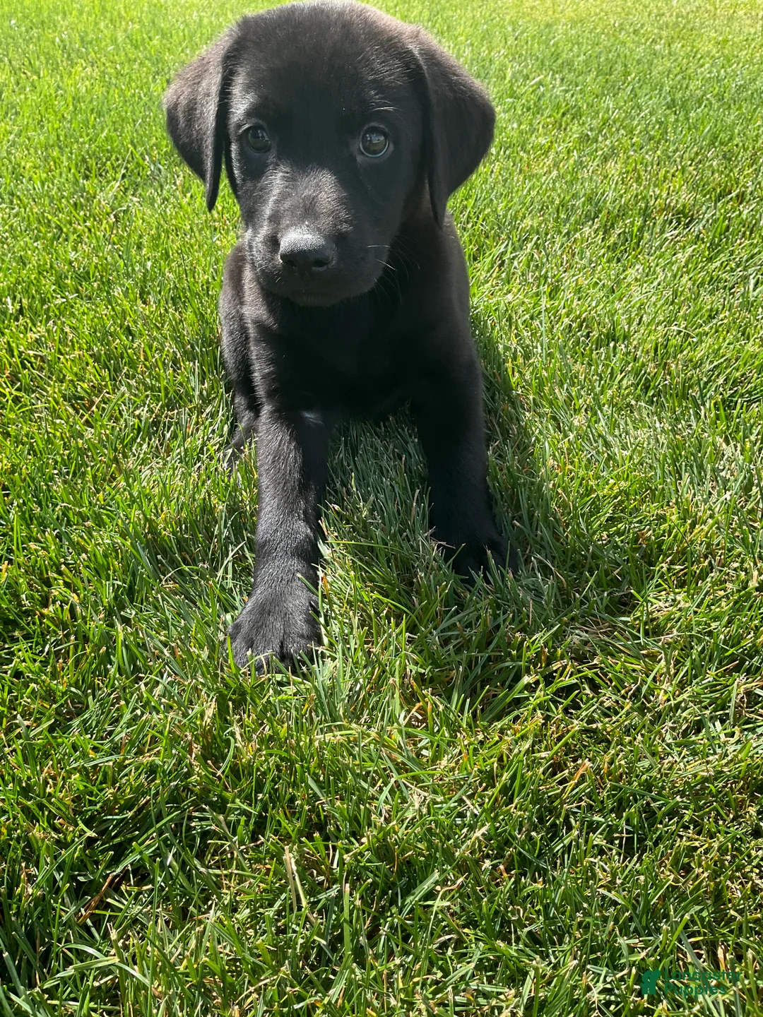 Labrador Retriever dogs for sale: Basil - Ad 1