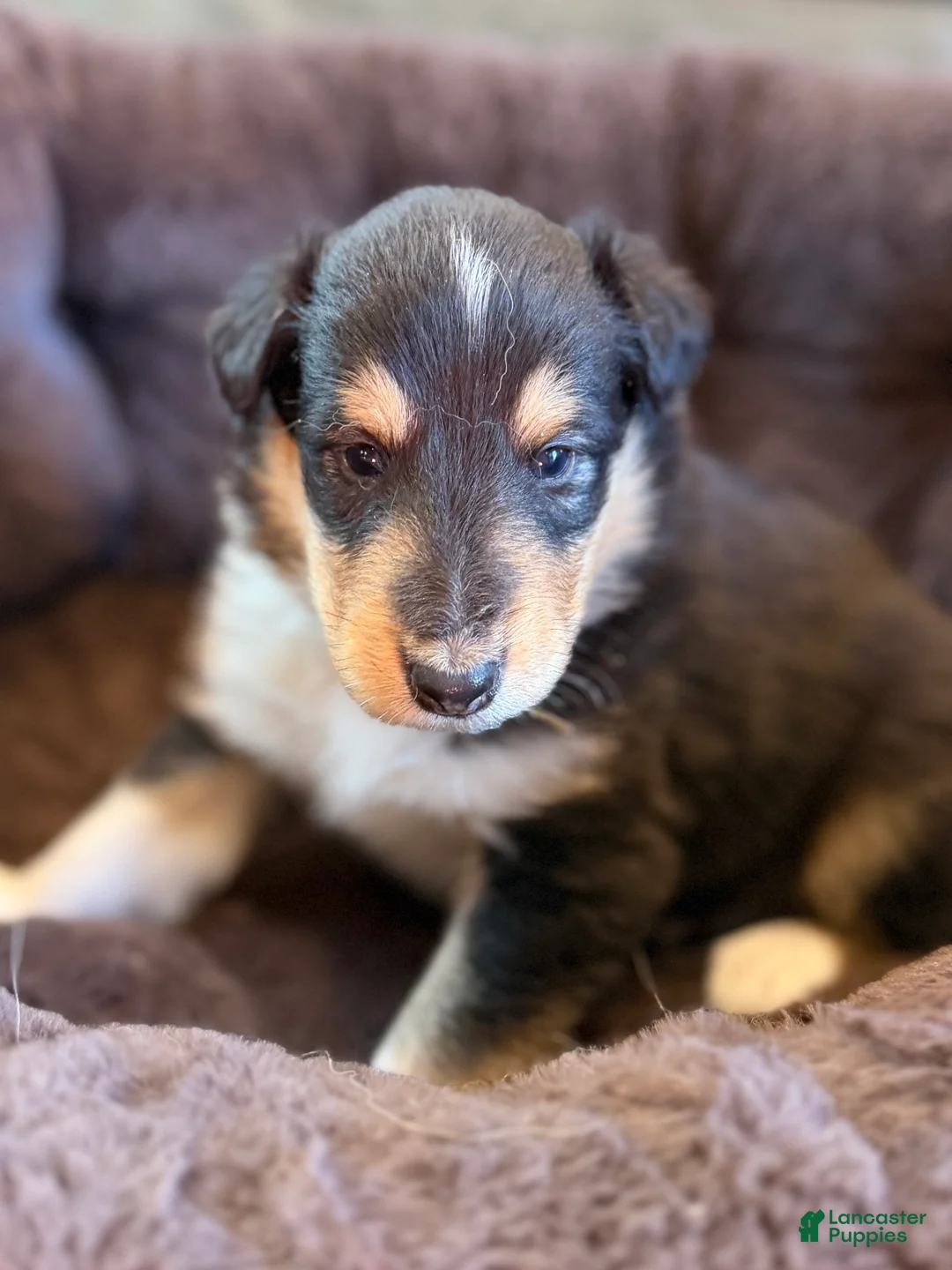 Collie dogs for sale: Brutus  - Ad 2