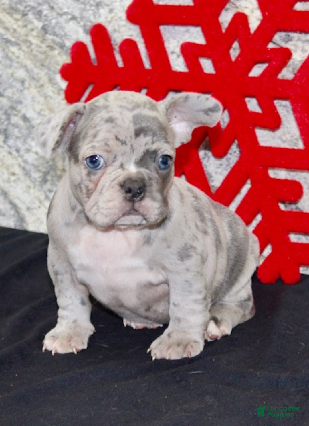 French Bulldog dogs for sale: Roger - Ad 4