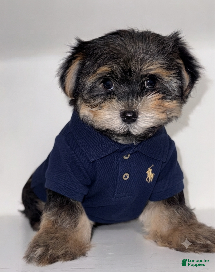 Morkie dogs Morkie 1 - Ad 2