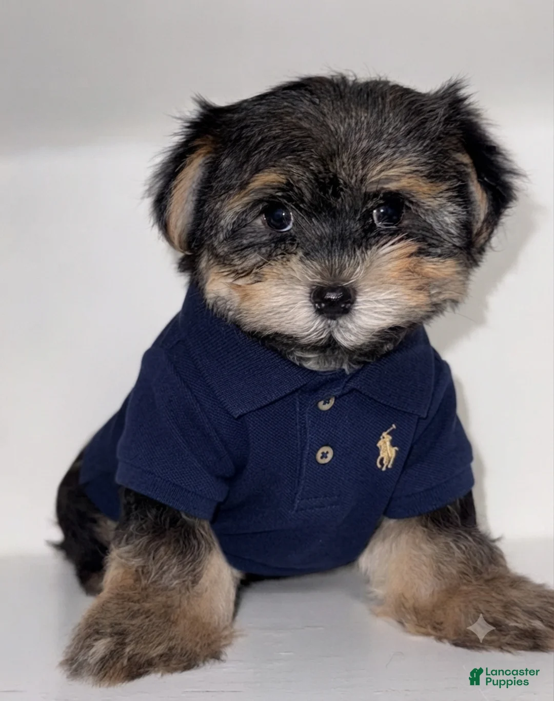 Morkie dogs for sale: Morkie 1 - Ad 2