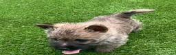 Cairn Terrier dogs for sale: Duke - Ad 5