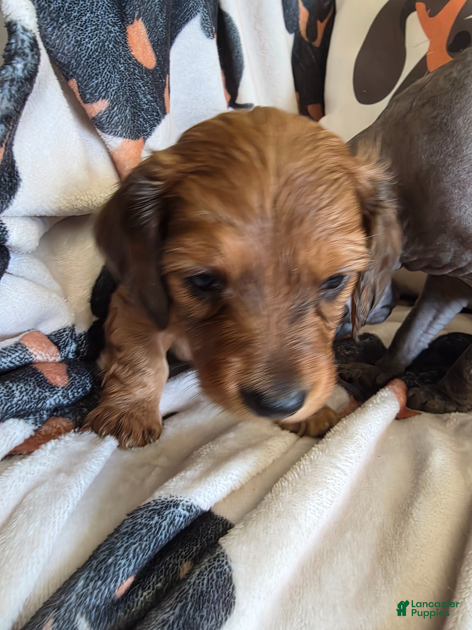 Miniature Dachshund dogs for sale: Lady  - Ad 4
