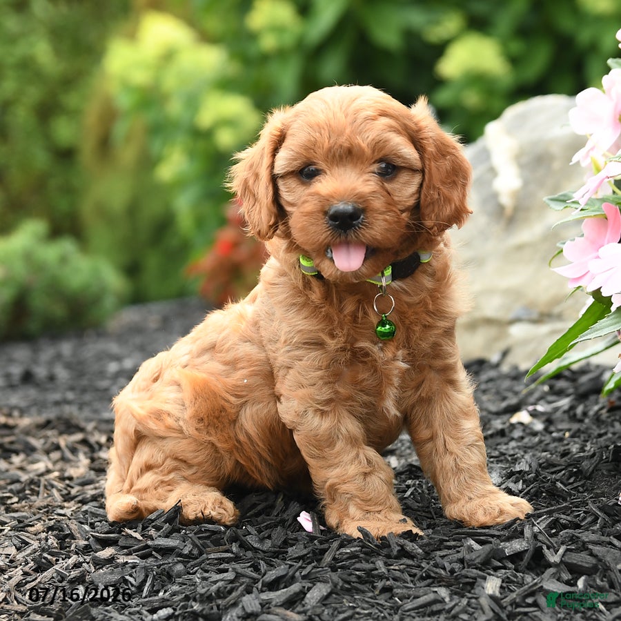 Cavapoo dogs Glory - Ad 2