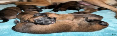 Belgian Malinois 7