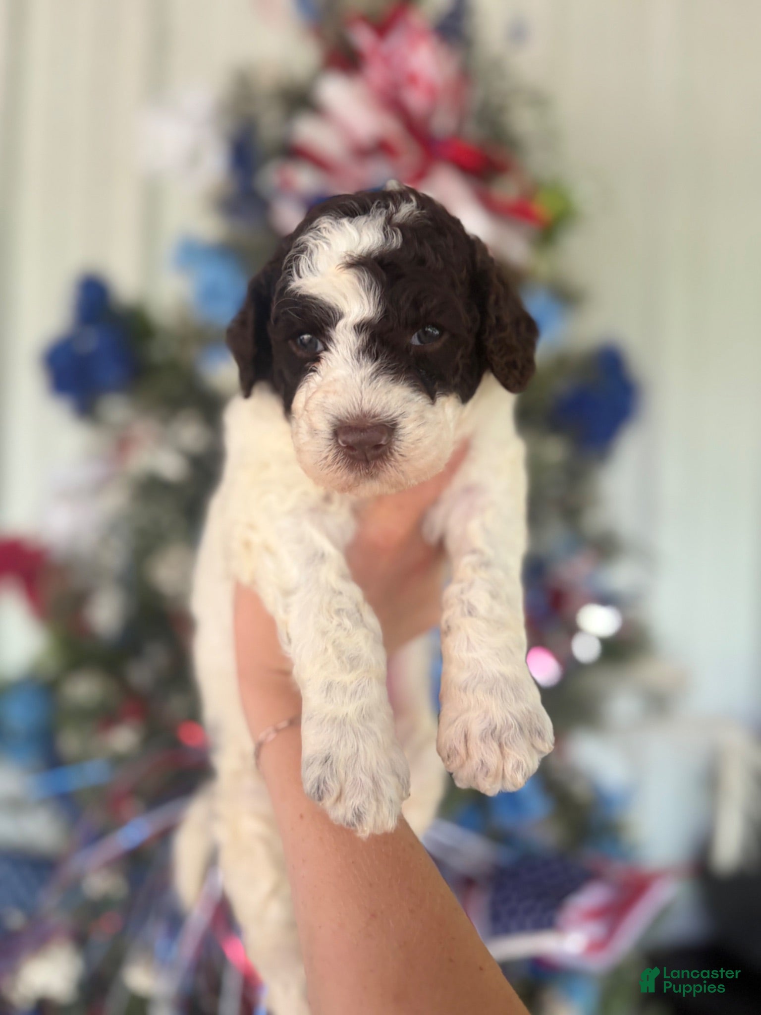 Goldendoodle dogs Goldendoodle 6 - Ad 27