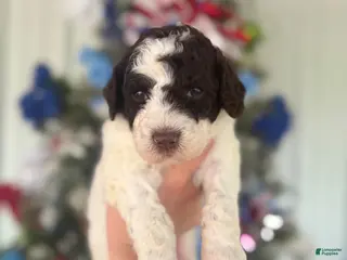 Goldendoodle dogs Goldendoodle 6 - Ad 7