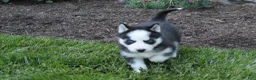 Siberian Husky dogs for sale: Ace - Ad 5