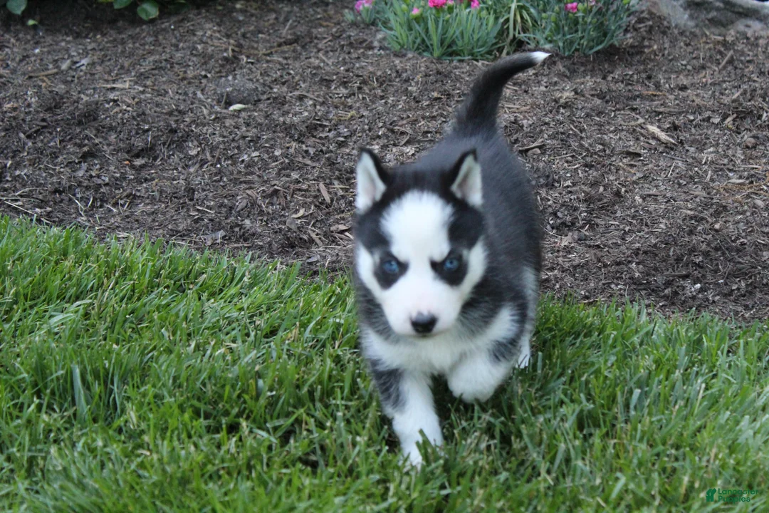 Siberian Husky dogs for sale: Ace - Ad 5