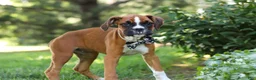 Boxer dogs for sale: Annie - Ad 8
