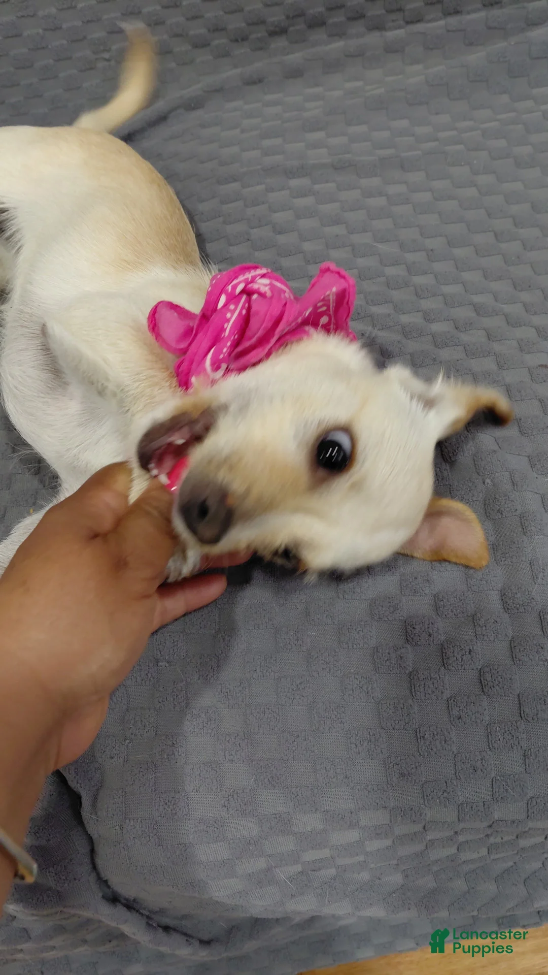 Chihuahua dogs for sale: Chihuahua pup #4 - Ad 2