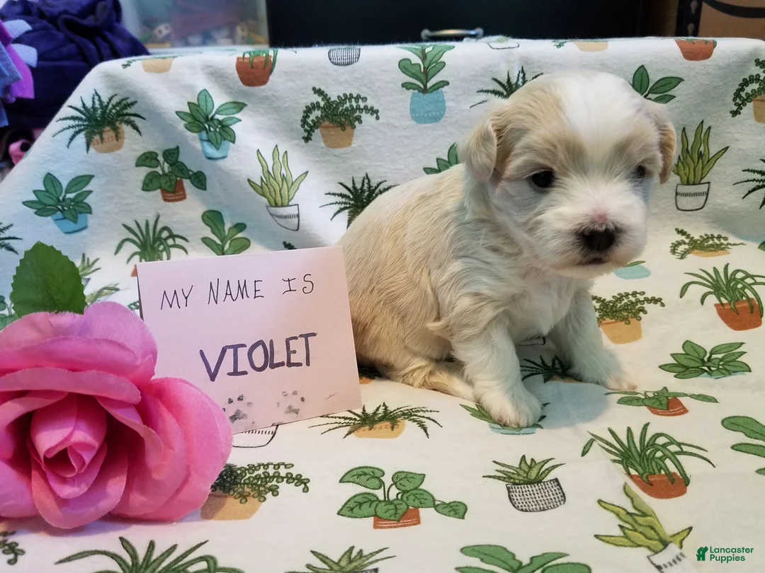 Maltipoo dogs for sale: Violet - Ad 8