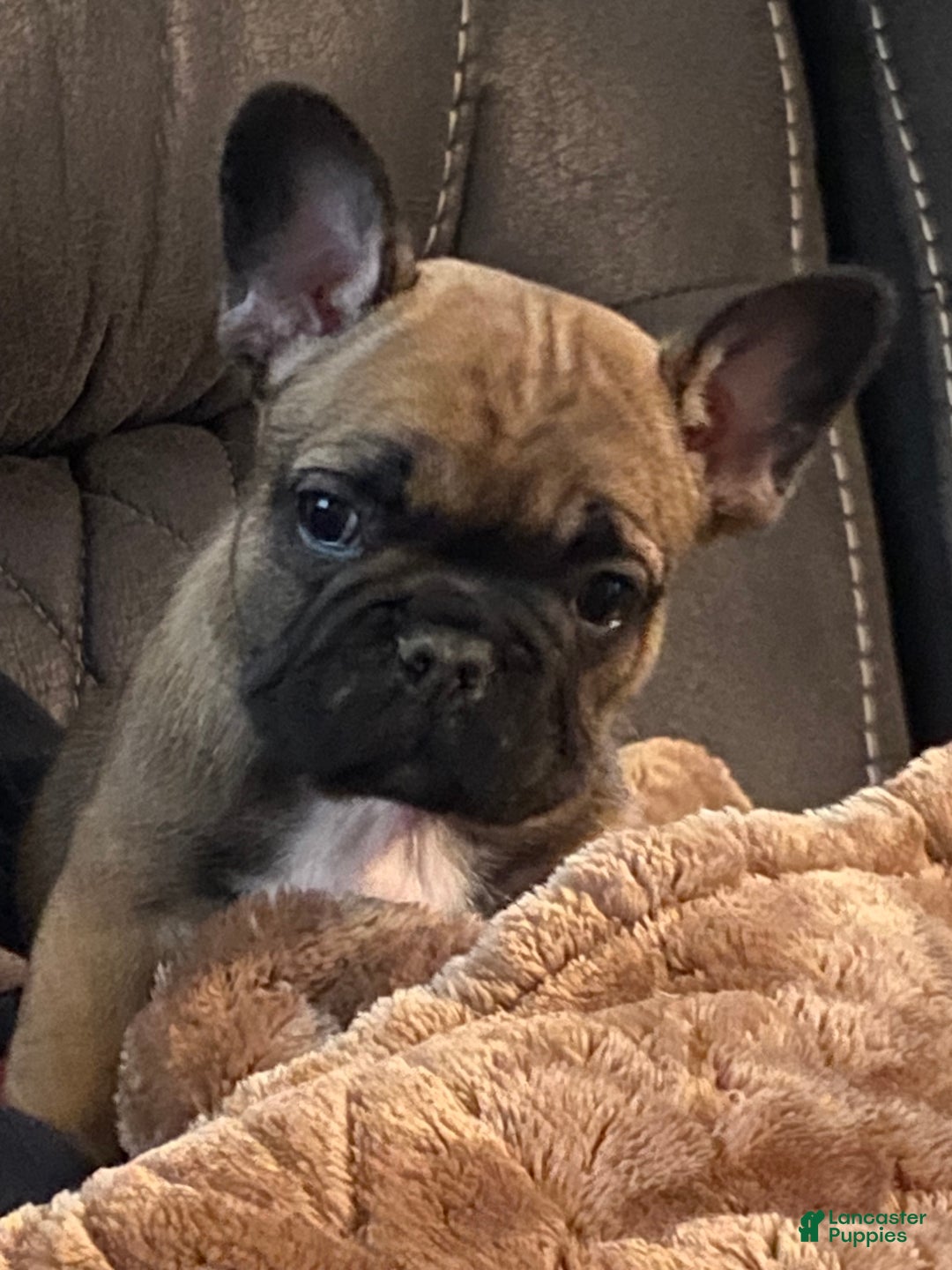 French Bulldog dogs for sale: Gus  - Ad 2