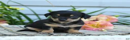 Chiweenie dogs for sale: Bennett - Ad 2