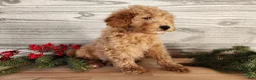 Mini Goldendoodle dogs for sale: Dover - Ad 3