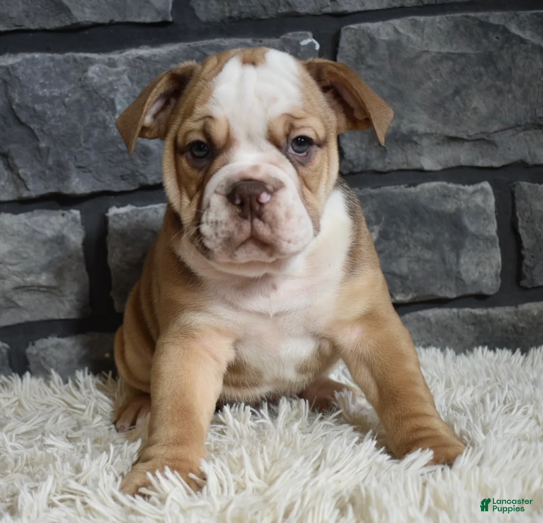 Beabull dogs for sale: Tater - Ad 2