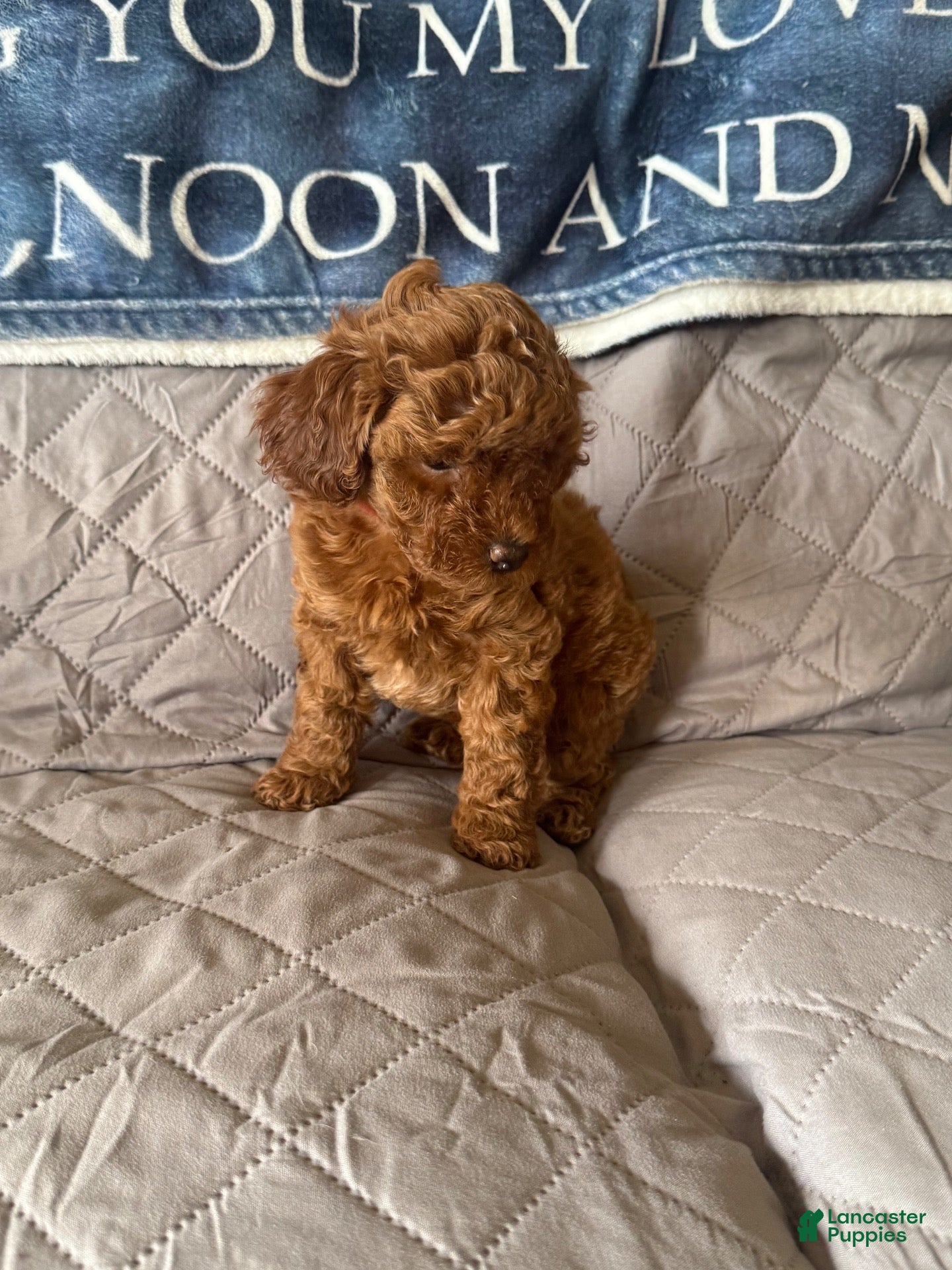 Miniature Poodle dogs Miniature Poodle 4 red collar - Ad 40