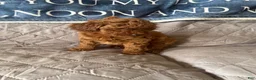 Miniature Poodle dogs for sale: Miniature Poodle 4 red collar - Ad 1