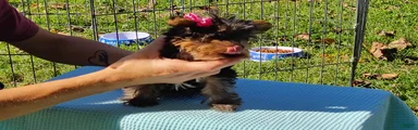 Yorkshire Terrier 3