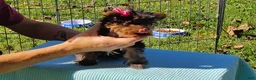 Yorkshire Terrier dogs for sale: Yorkshire Terrier 3 - Ad 1