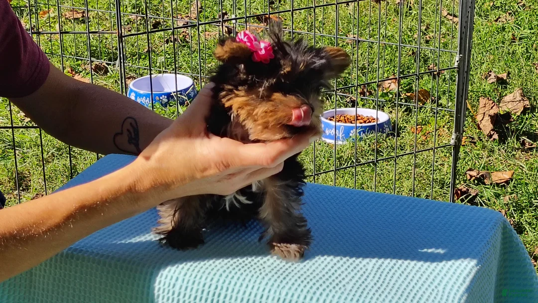 Yorkshire Terrier dogs for sale: Yorkshire Terrier 3 - Ad 1